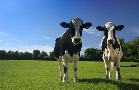 2 cows.jpg
