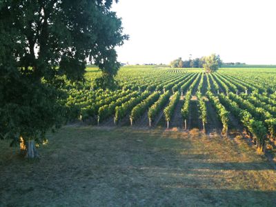 Pomerol France vineyards 2009.jpg