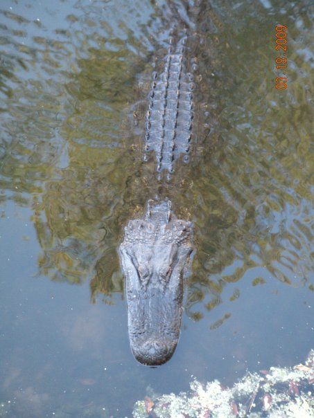 darwin alligator.jpg