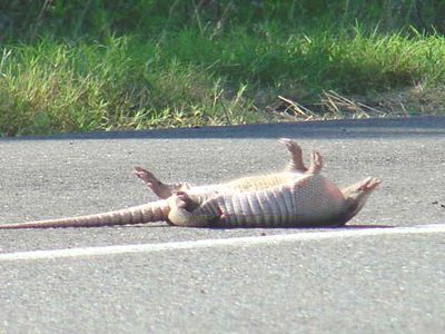 dead armadillo twn.jpg