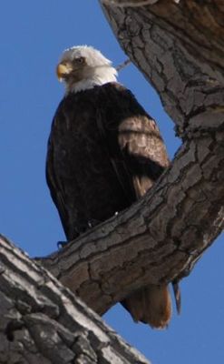 eagle washoe lake.jpg