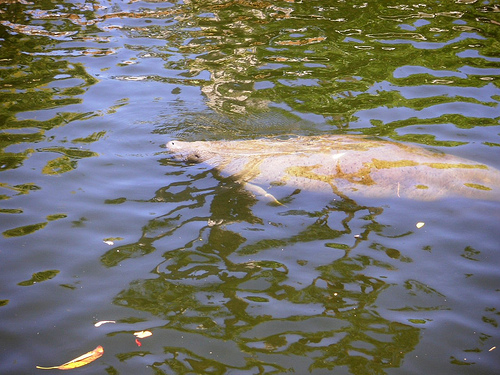 manatee in ft lauderdale.jpg