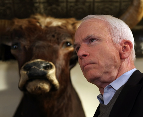 mccain cow twn.jpg