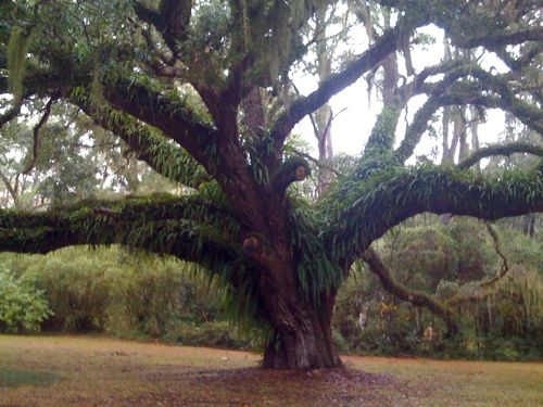 musgrove tree steve clemons.jpg